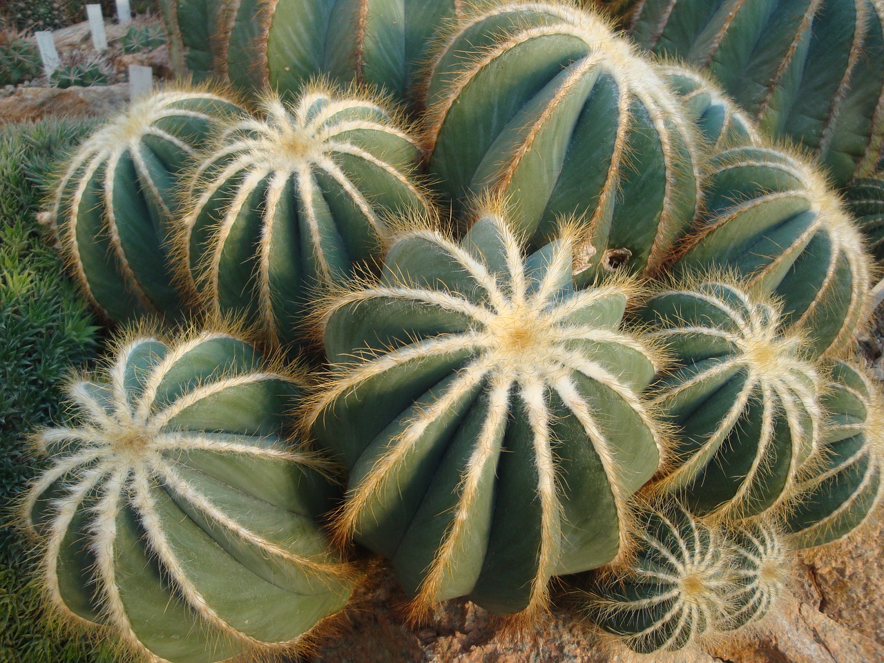 cactus nature plant free photo