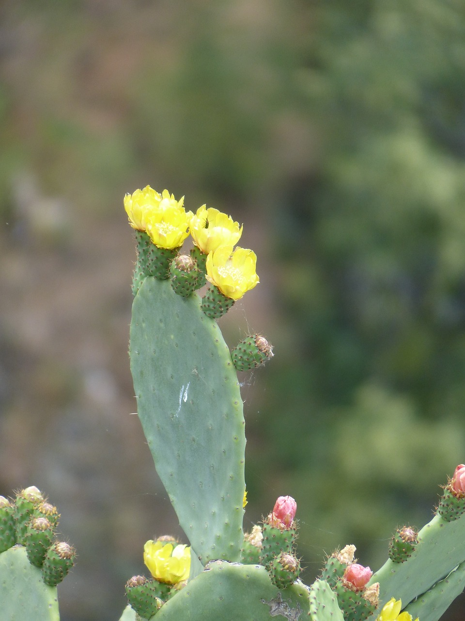 cactus flowers yellow free photo