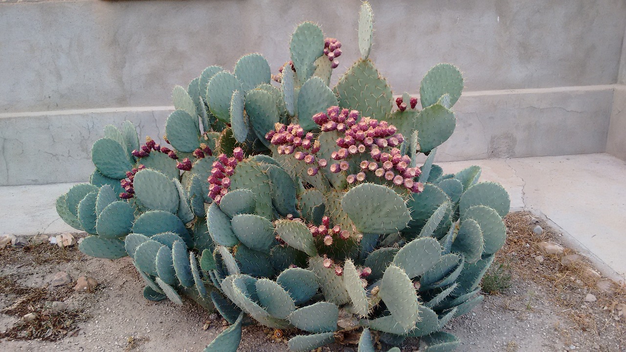 cactus thorns nature free photo