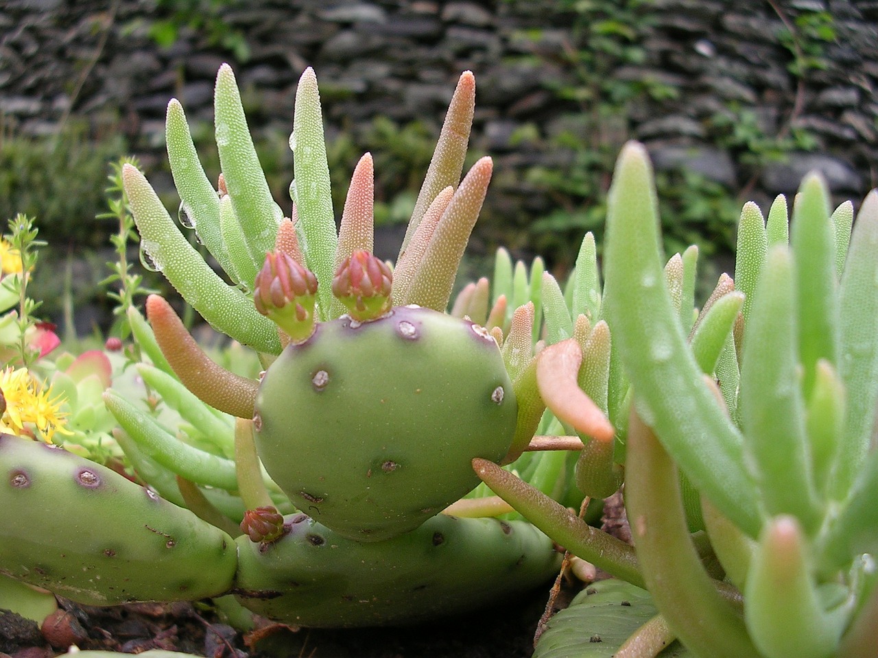 cactus plant nature free photo