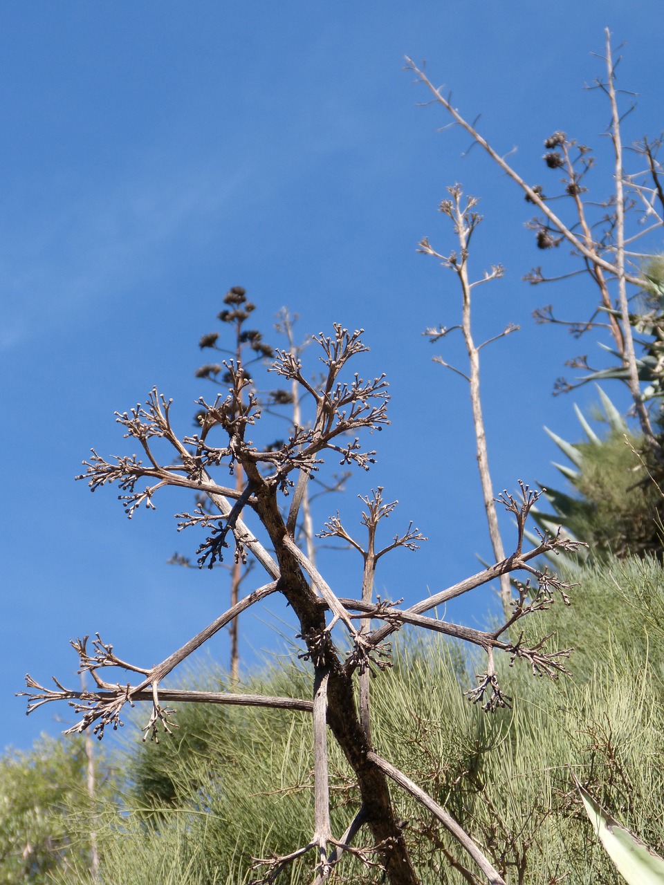 cactus sky blue free photo