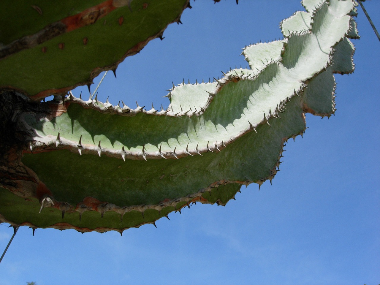 cactus plant spice free photo