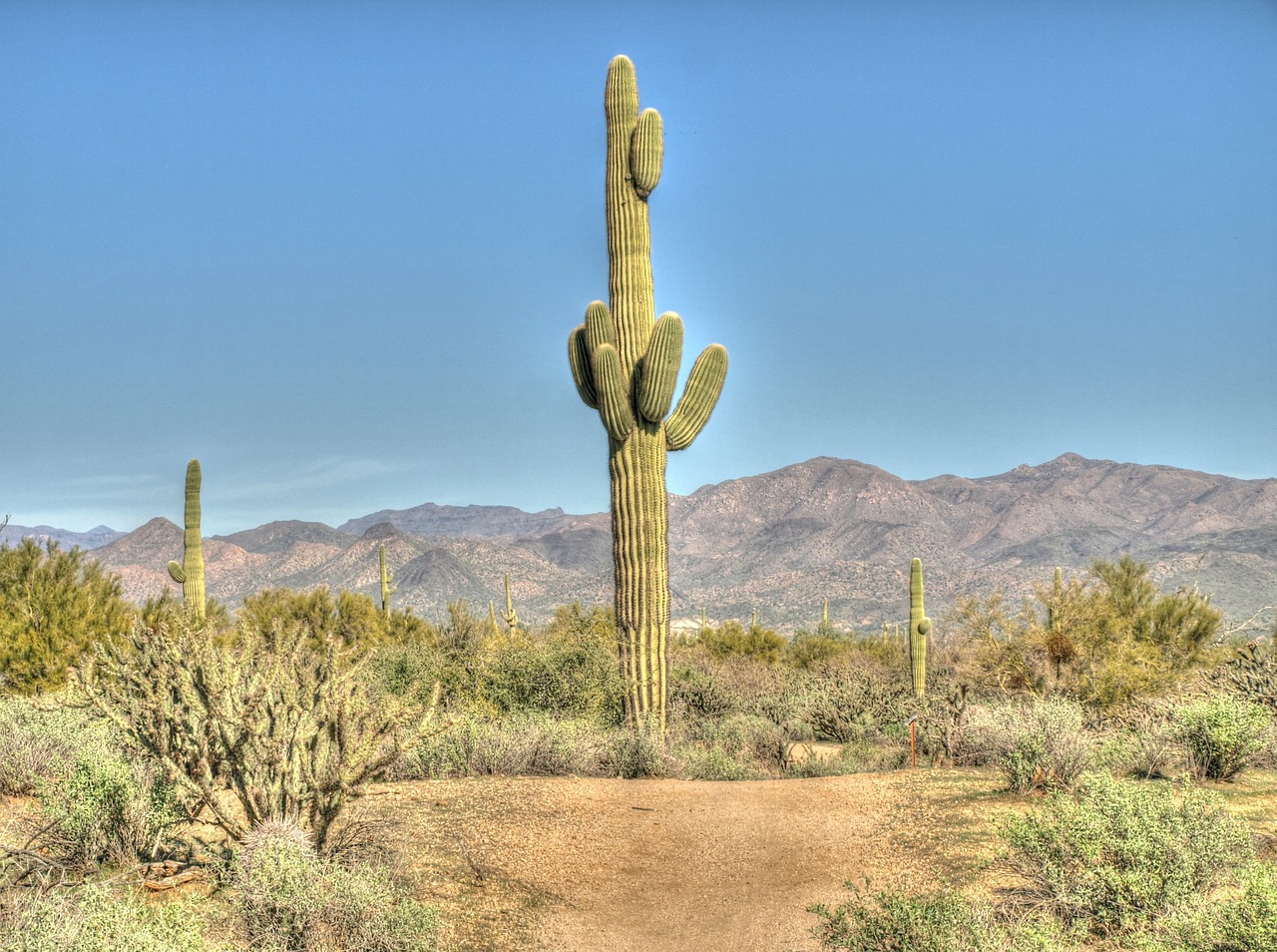 cactus saguaro desert free photo