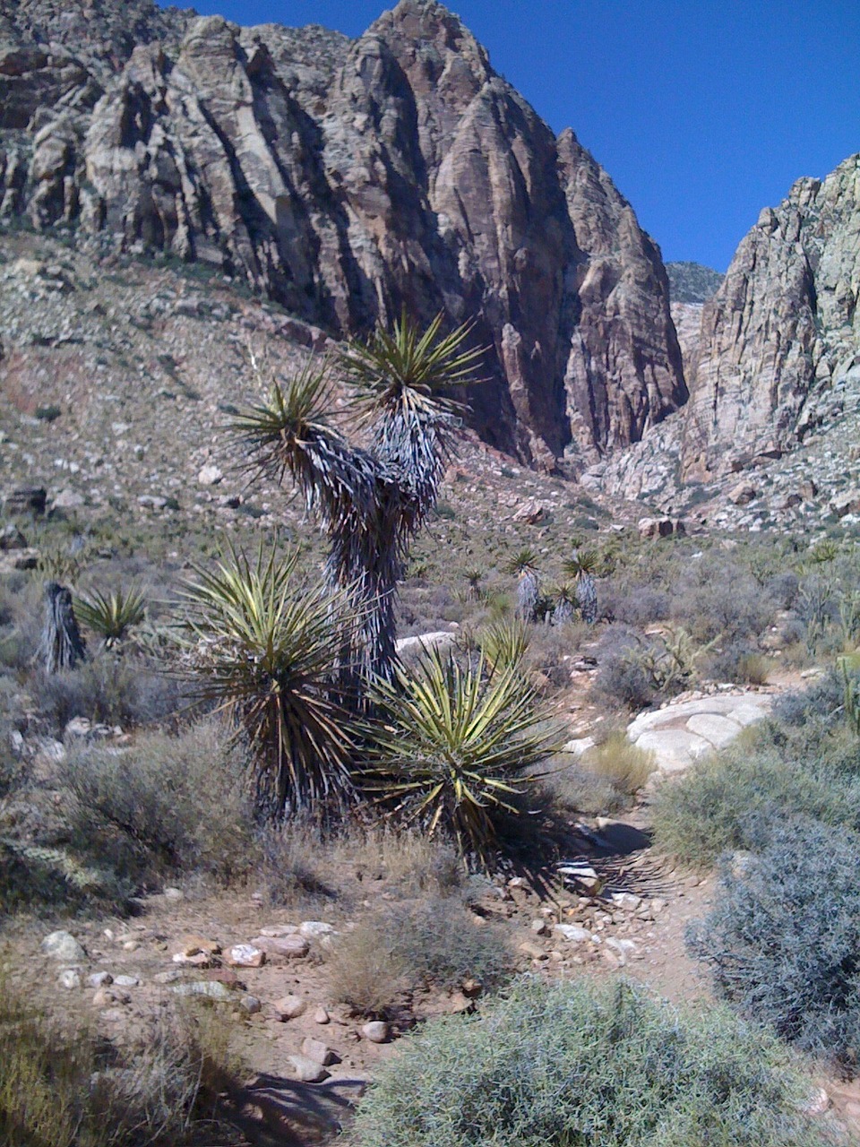 cactus trail desert free photo