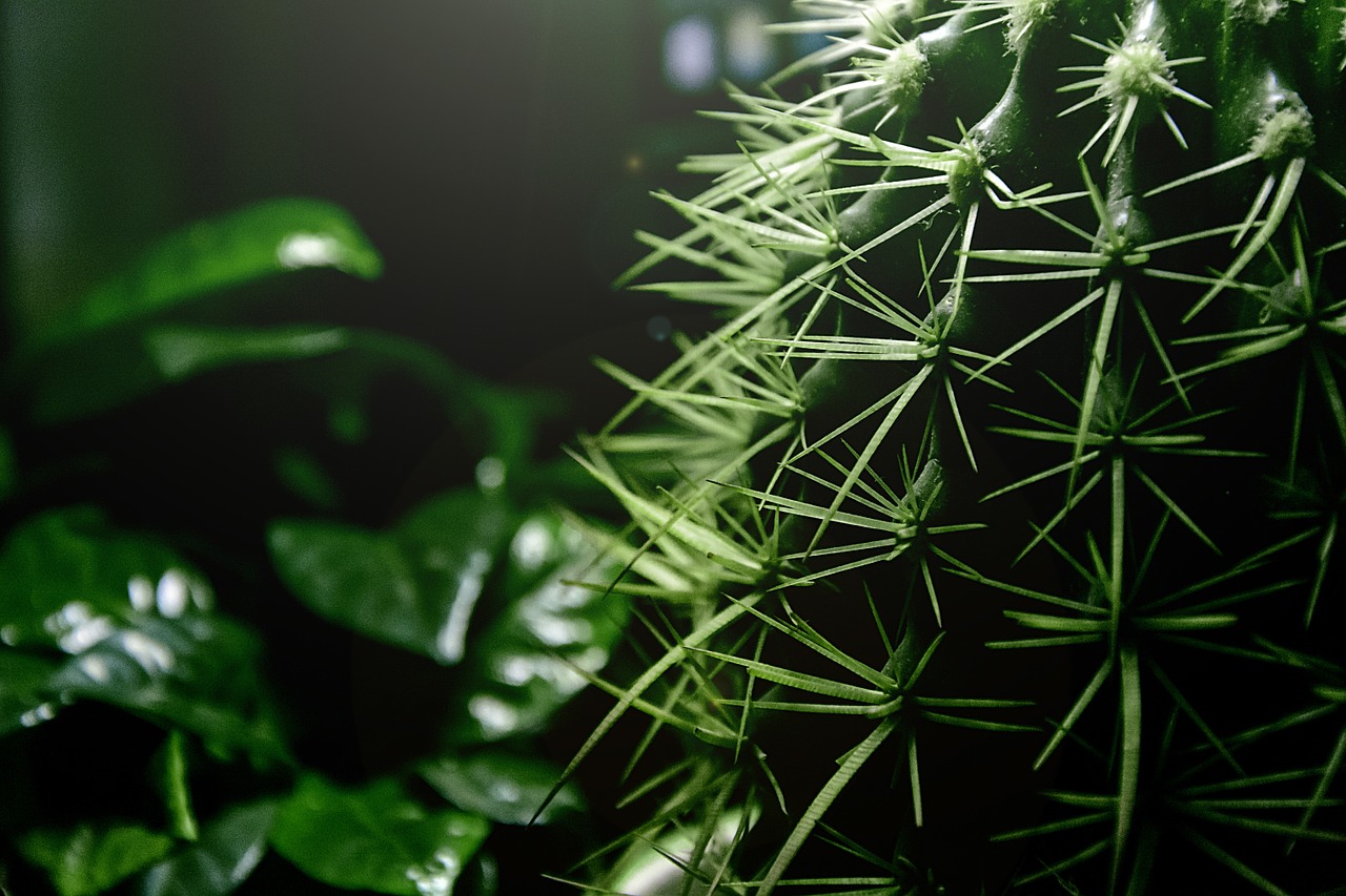 cactus thorn green free photo