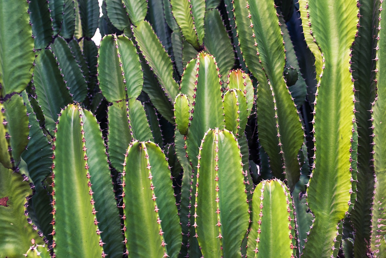 cactus cacti plants free photo