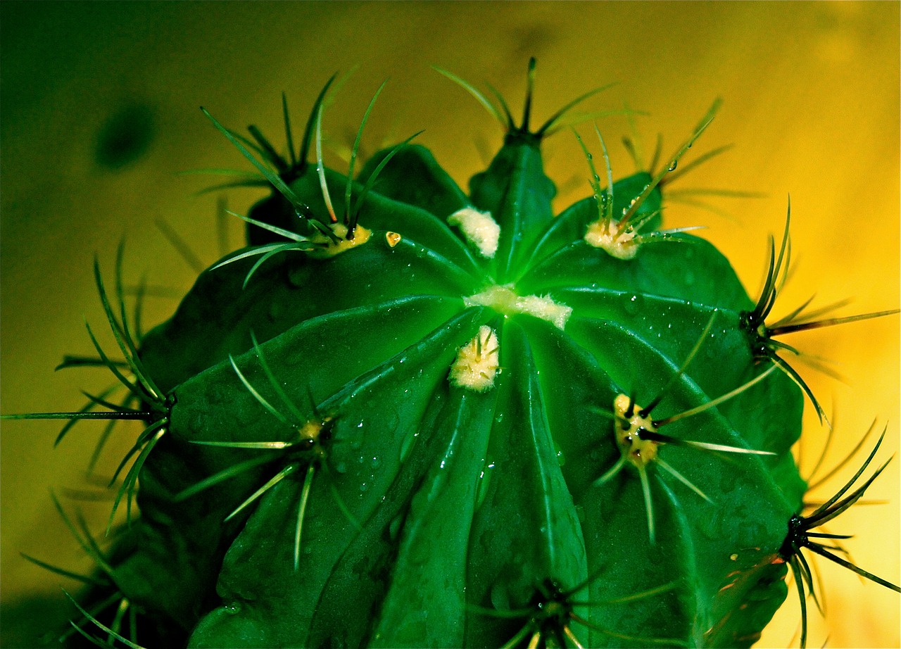 cactus spur exotic free photo