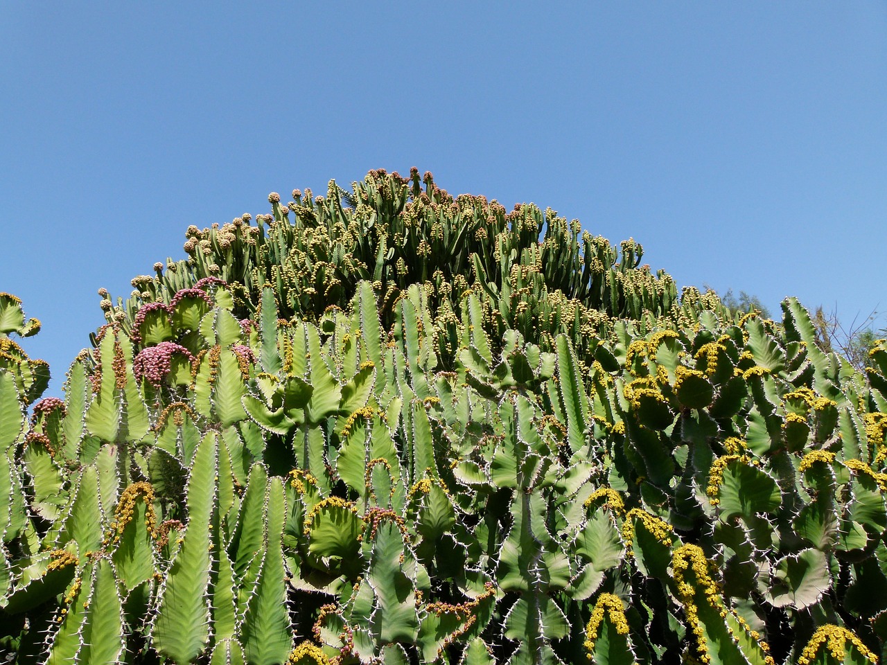 cactus cacti plants free photo