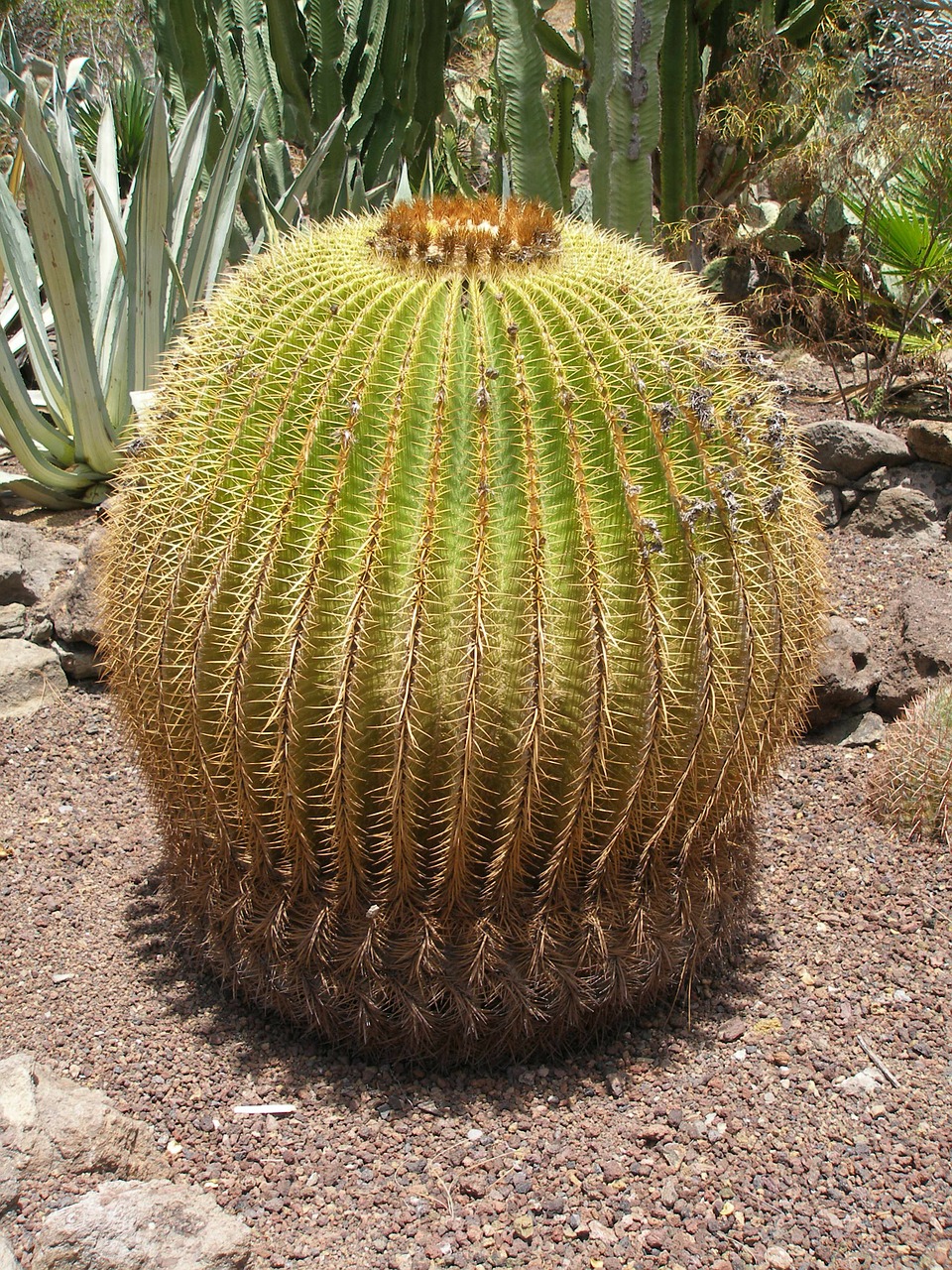 cactus desert nature free photo