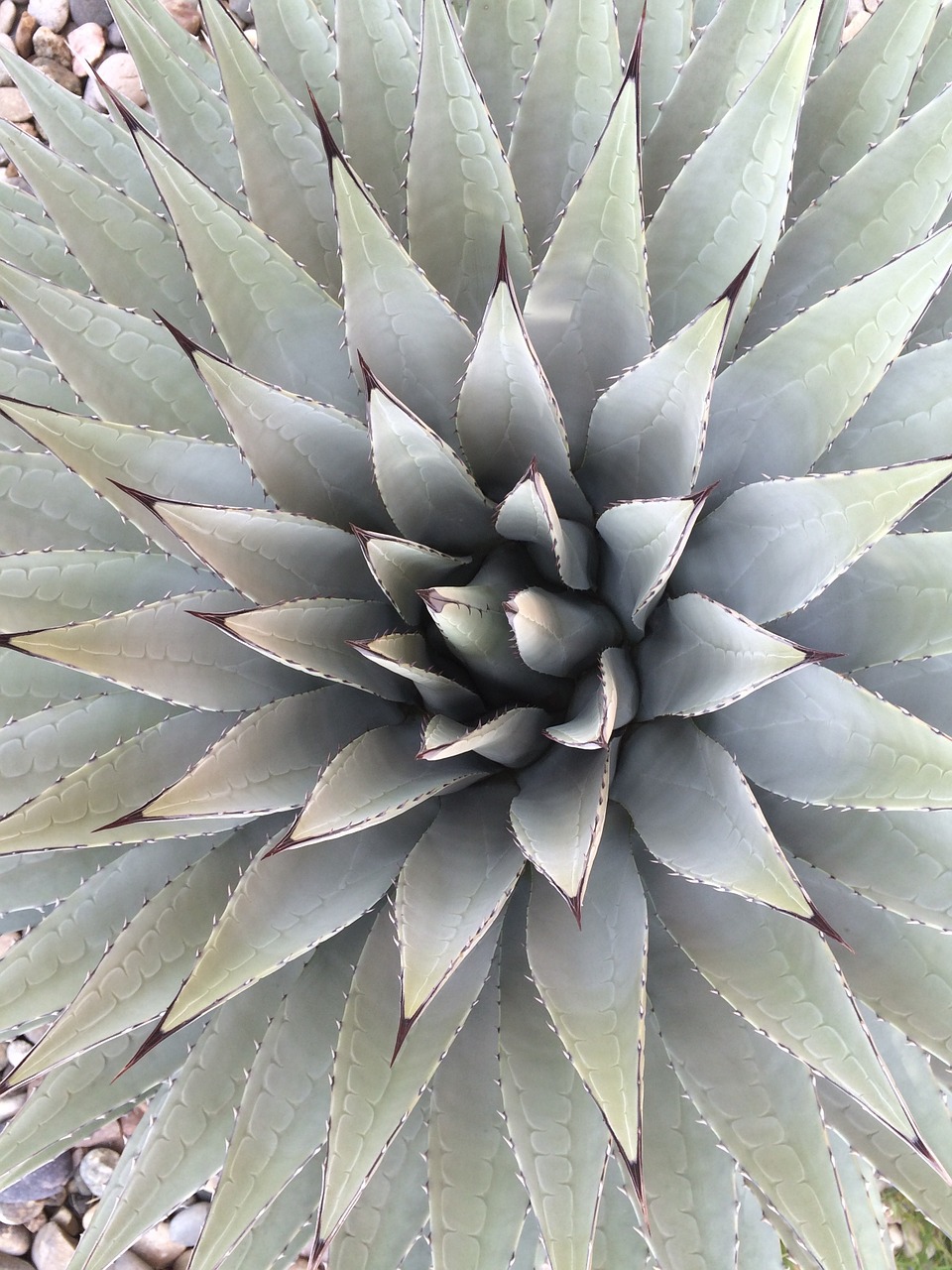 cactus plant nature free photo