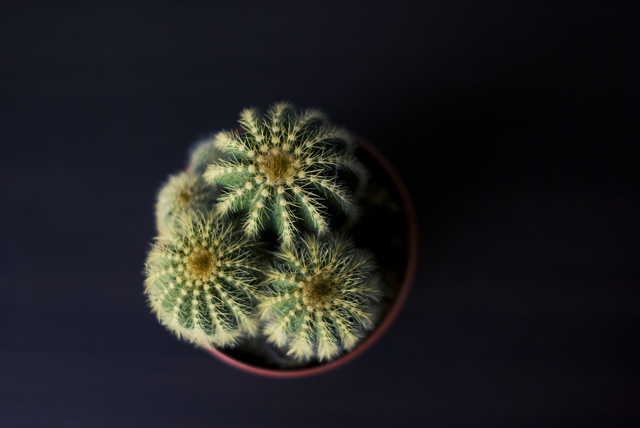 cactus plant green free photo