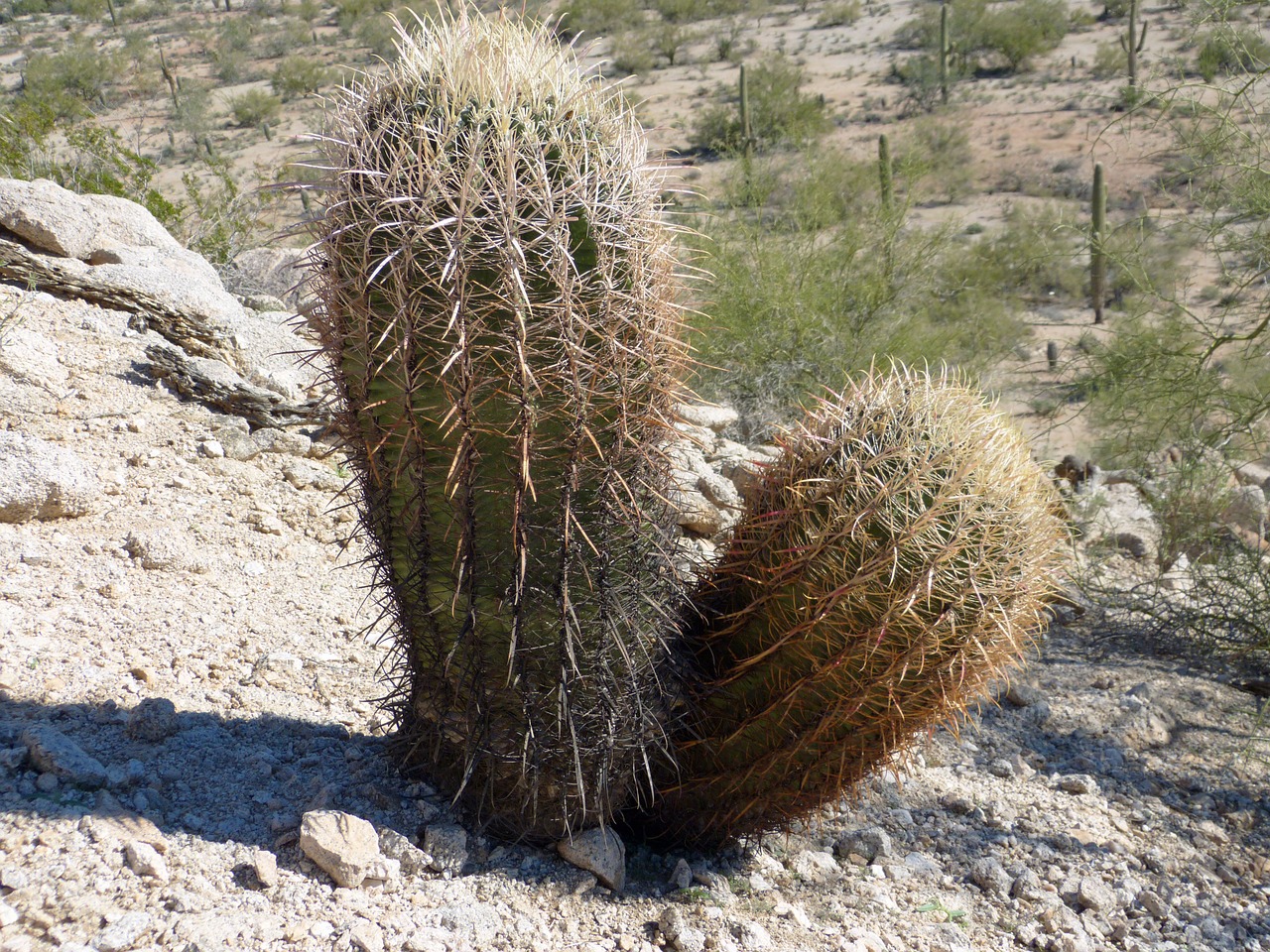 cactus arizona spur free photo