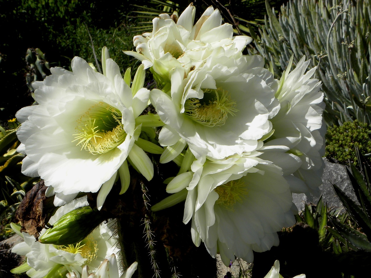 cactus blossom bloom free photo