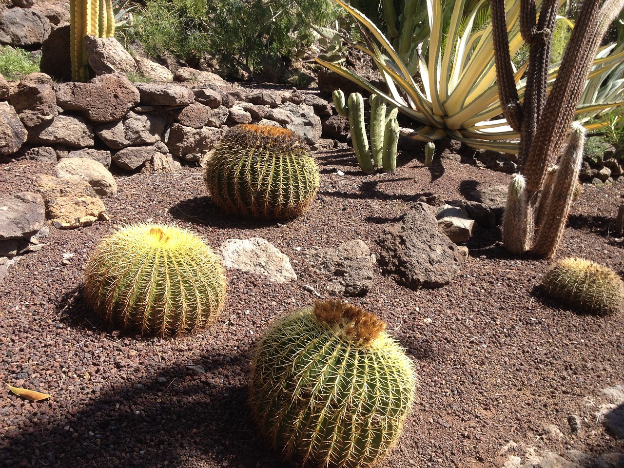 cactus natural plant free photo