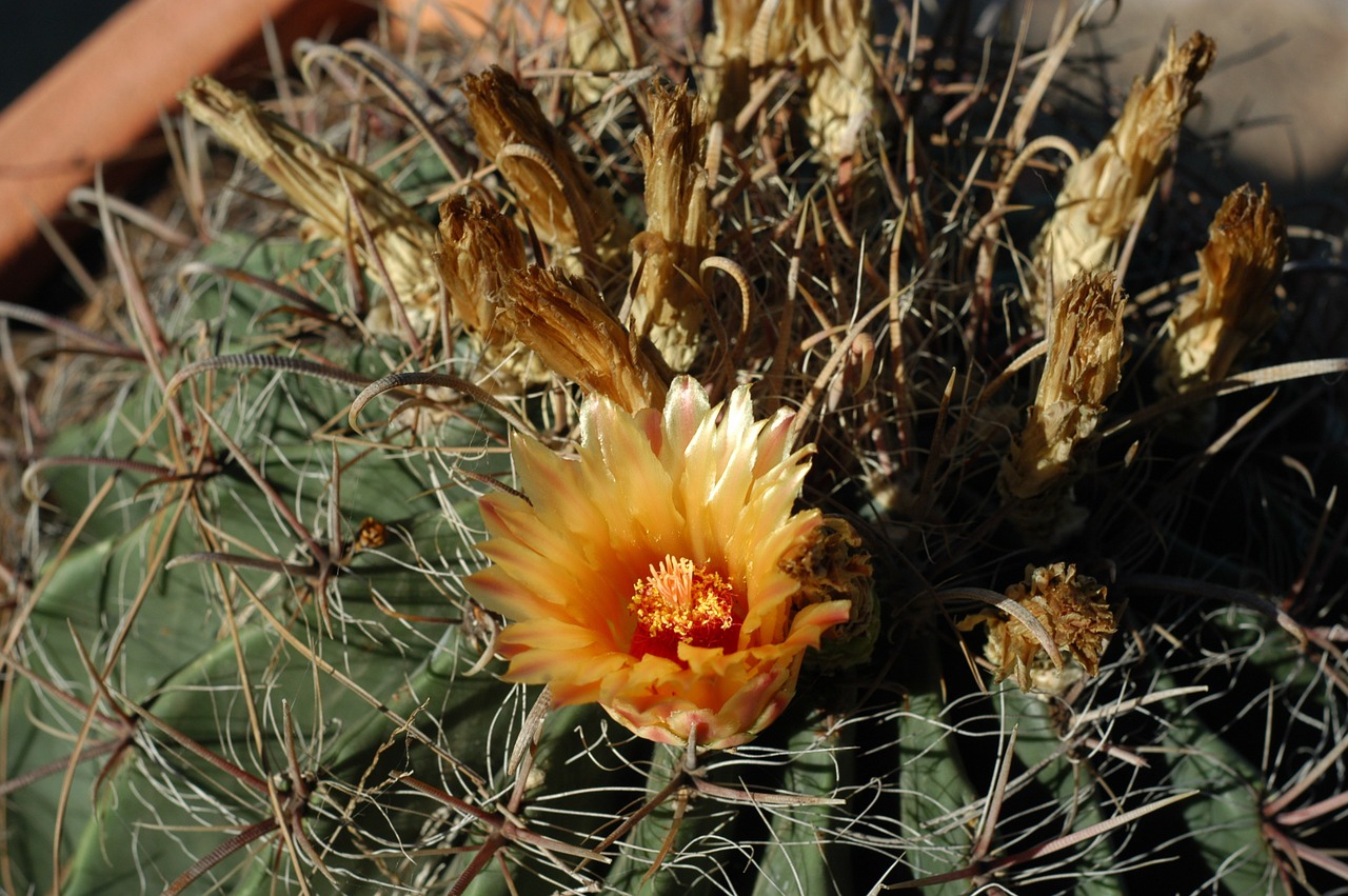 cactus cactus flower flower free photo