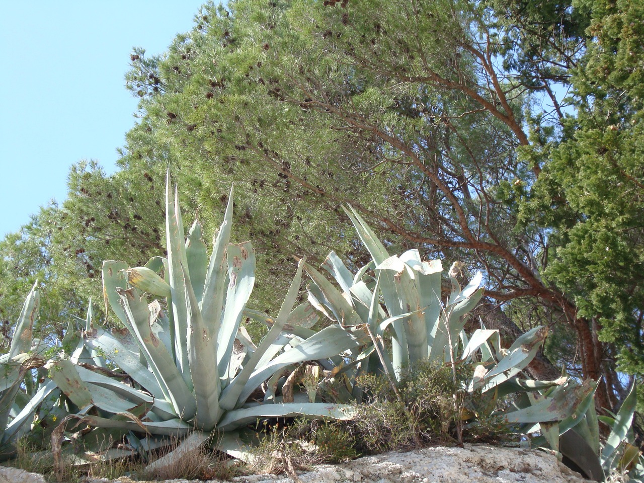 cactus mediterranean mediterranean sea free photo