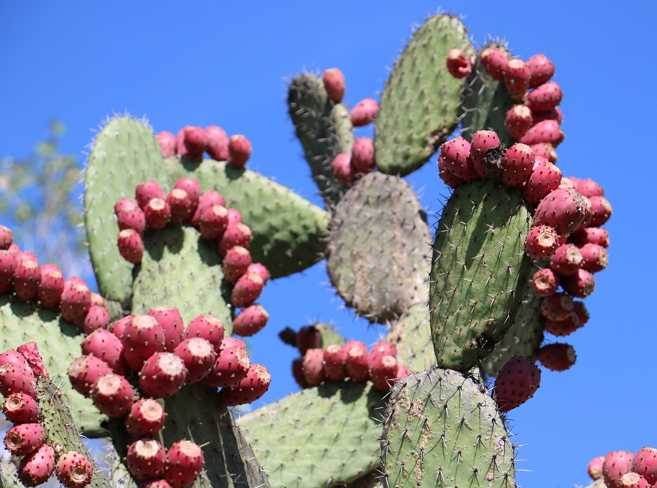 cactus nopal prickly free photo