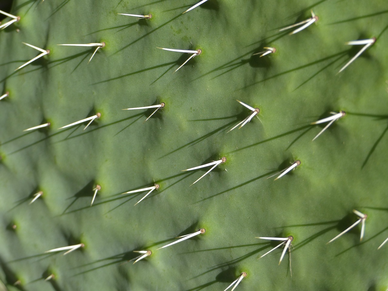 cactus thorns succulent plant free photo