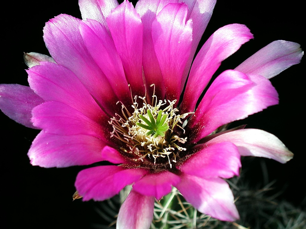 cactus flower plant free photo