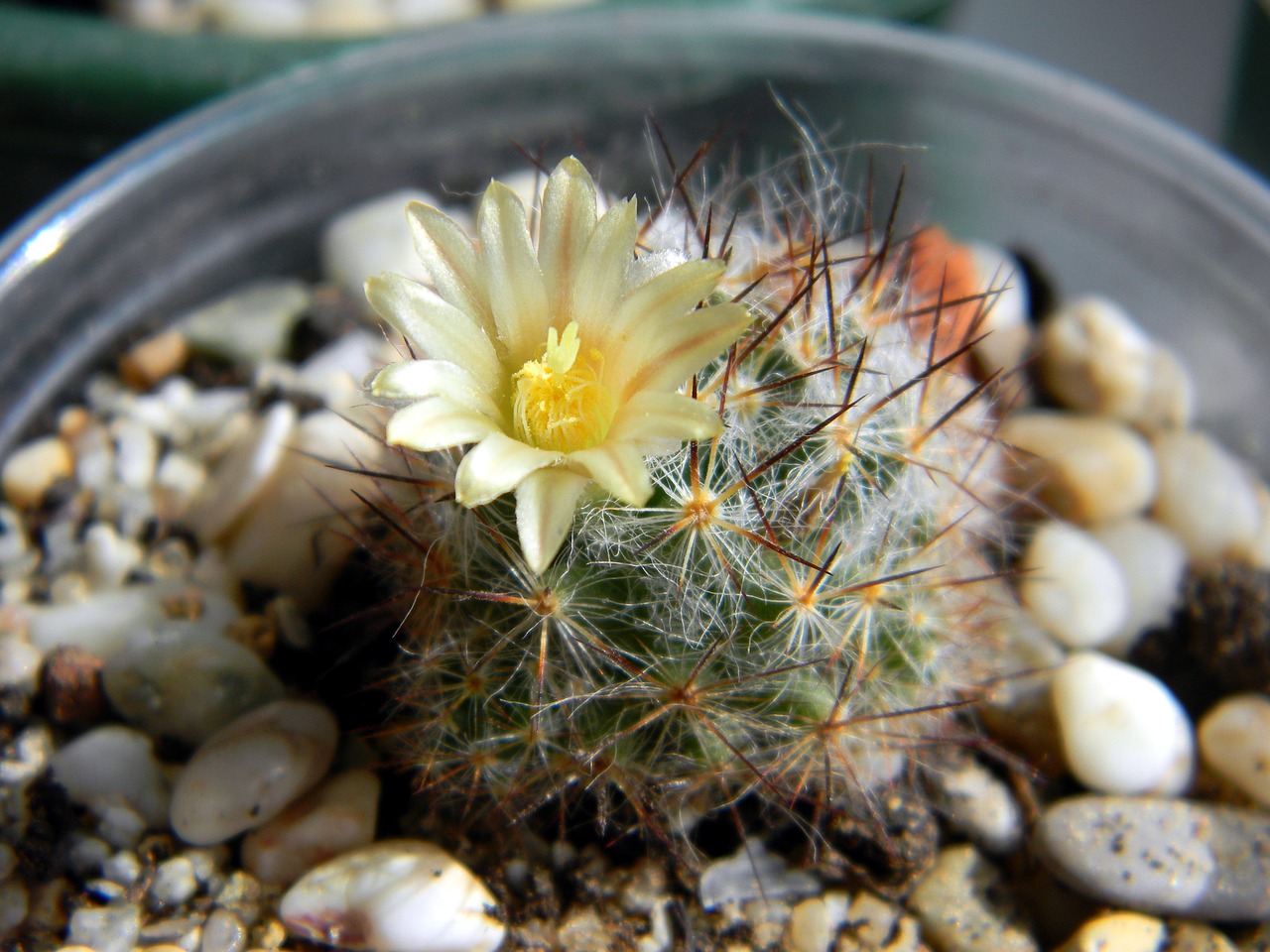 cactus succulent mammillaria free photo