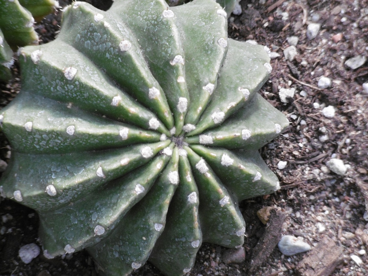 cactus montreal botanical garden plant free photo