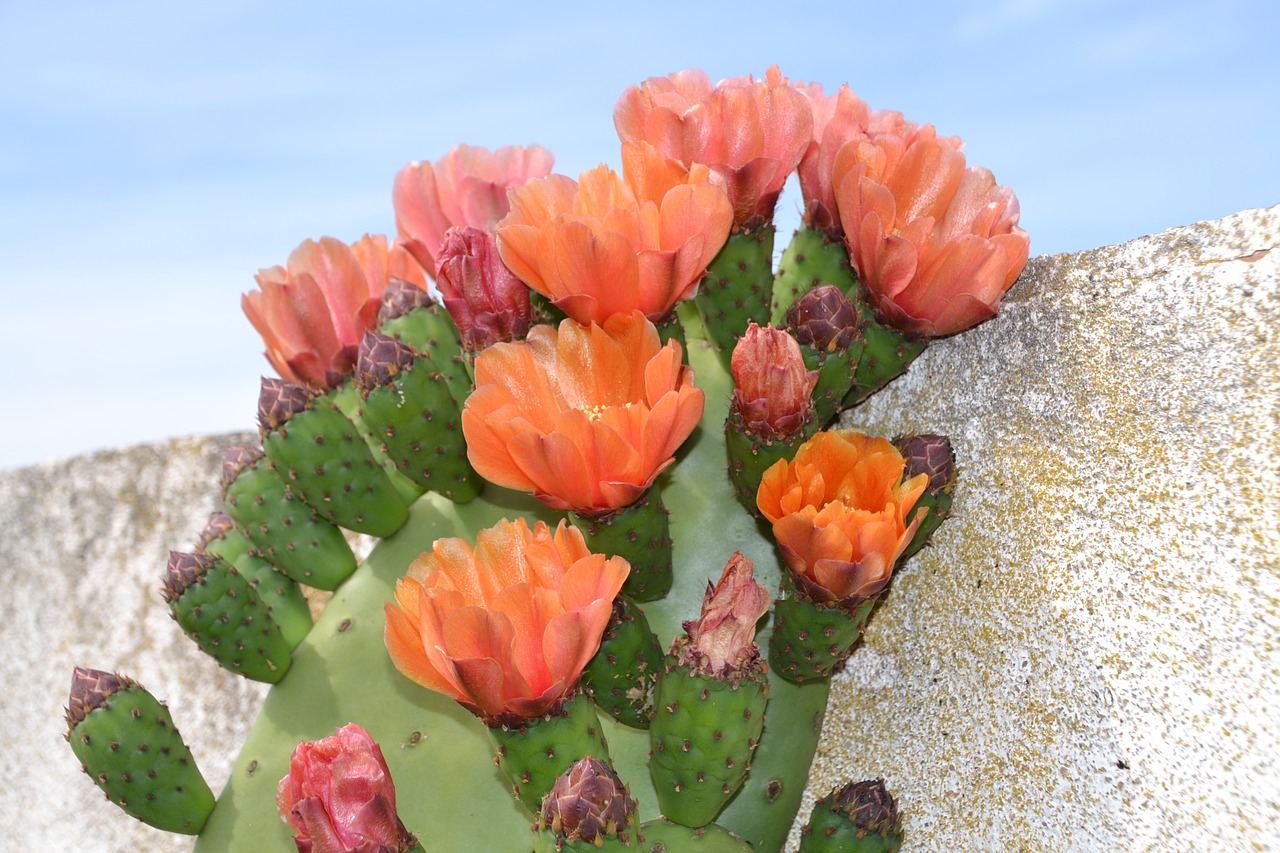 cactus blossom bloom free photo