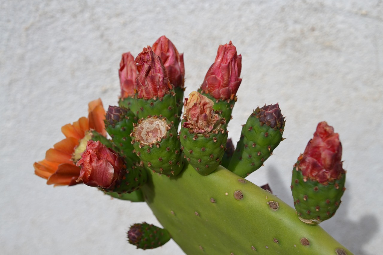 cactus blossom bloom free photo