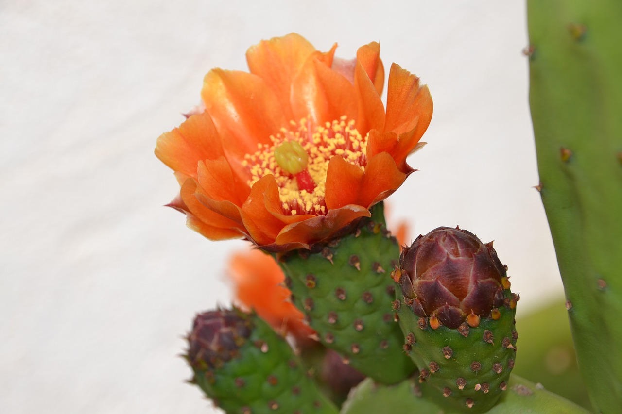 cactus blossom bloom free photo