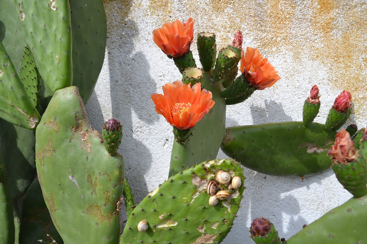 cactus blossom bloom free photo