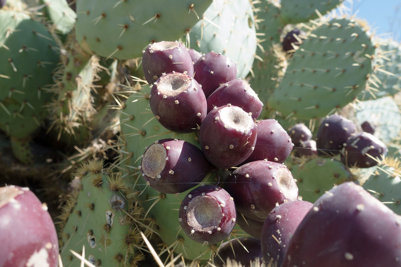 cactus fig prickly pear free photo