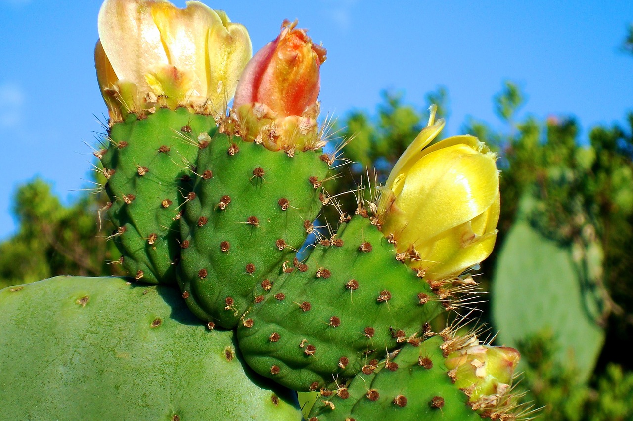 cactus blossom bloom free photo