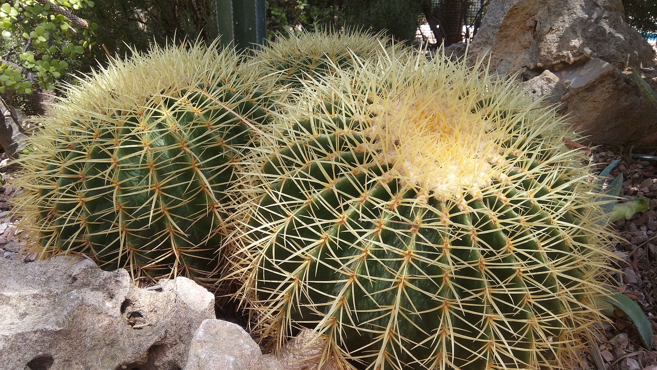 cactus plants thorns free photo