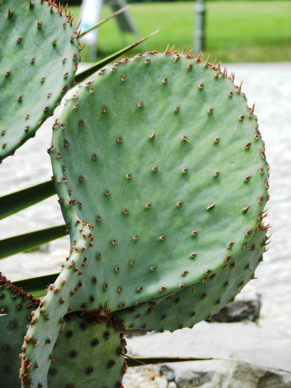 cactus needles spikes free photo