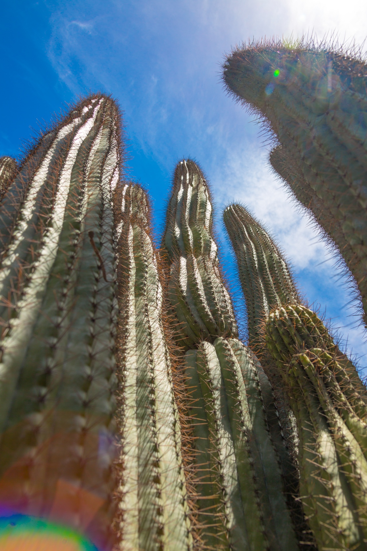 blue sky cacti cactus free photo