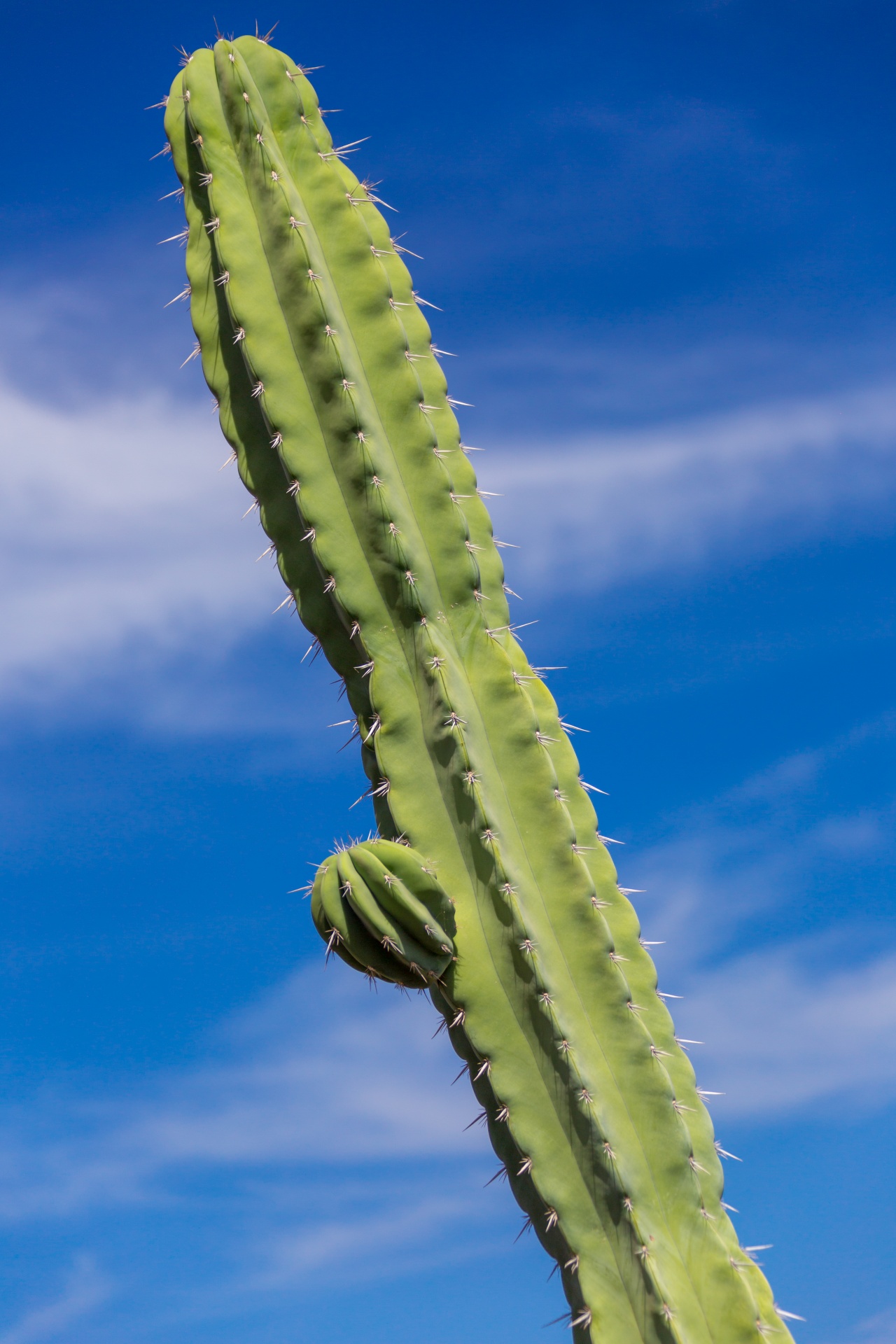 blue sky cacti cactus free photo