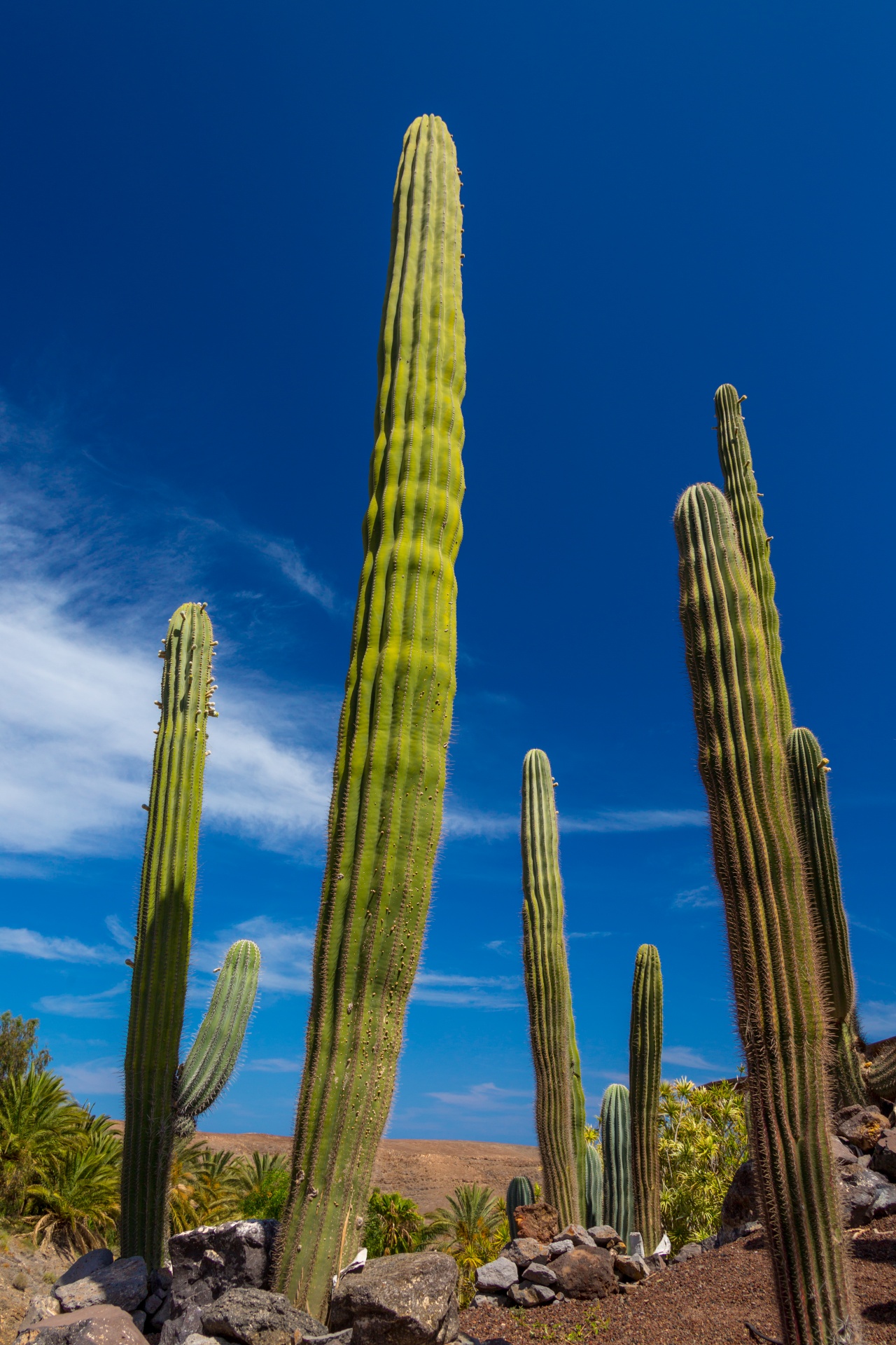 blue sky cacti cactus free photo