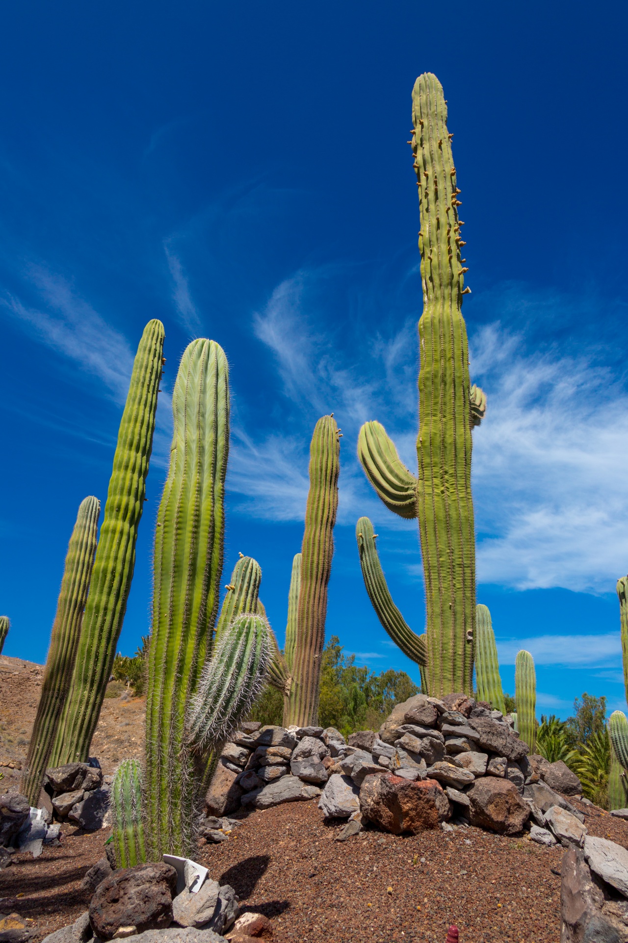 blue sky cacti cactus free photo