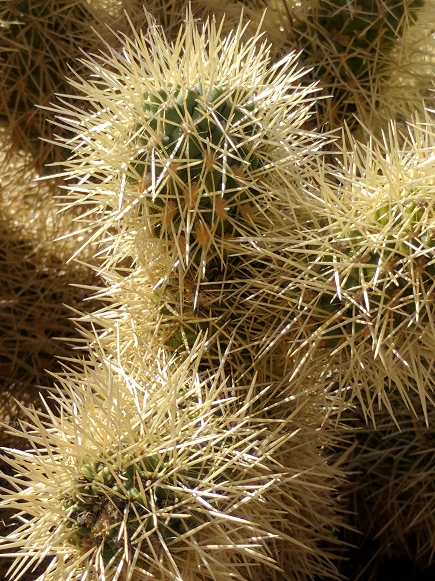 background wallpaper cactus free photo