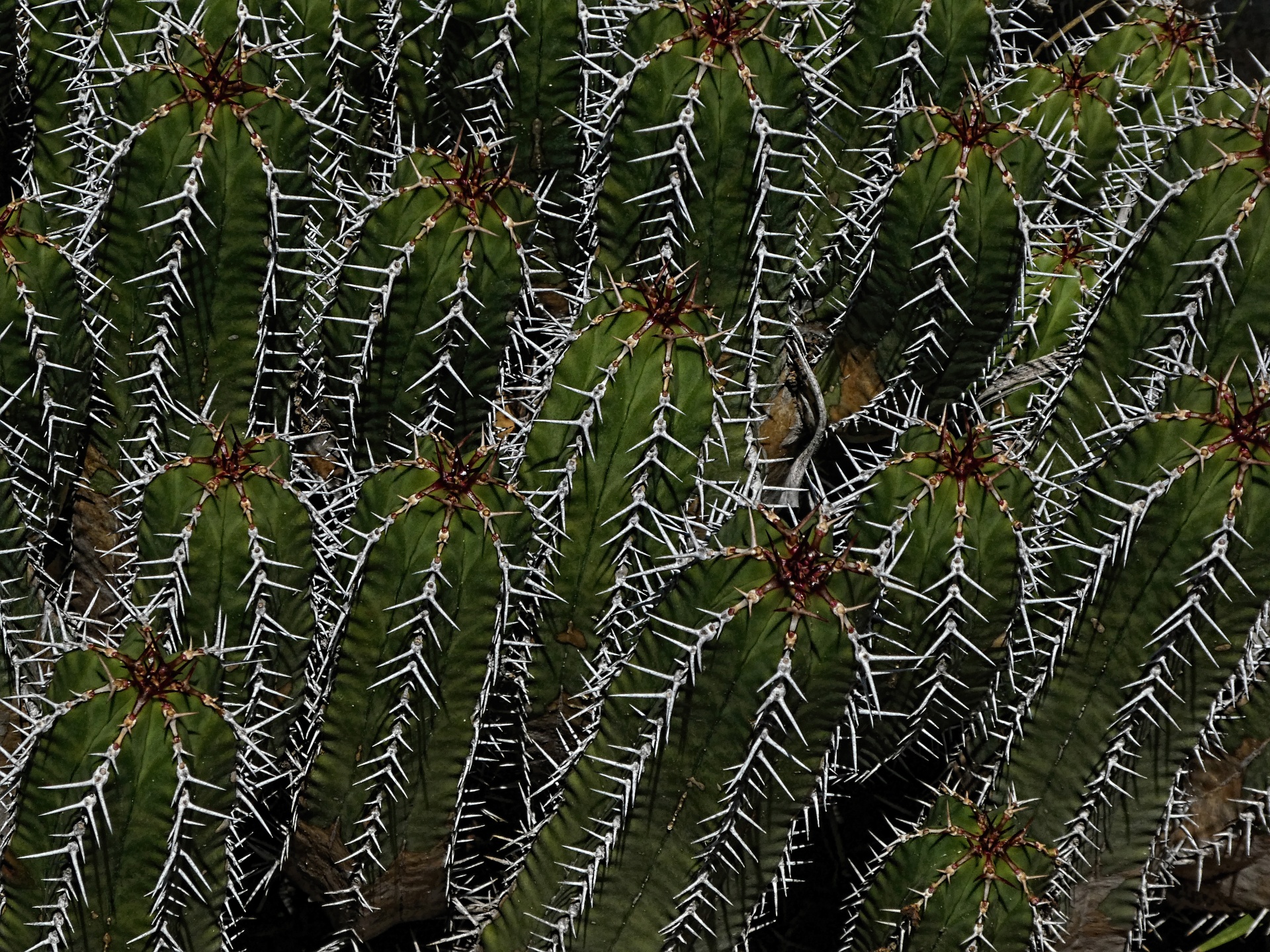 cactus cacti desert free photo