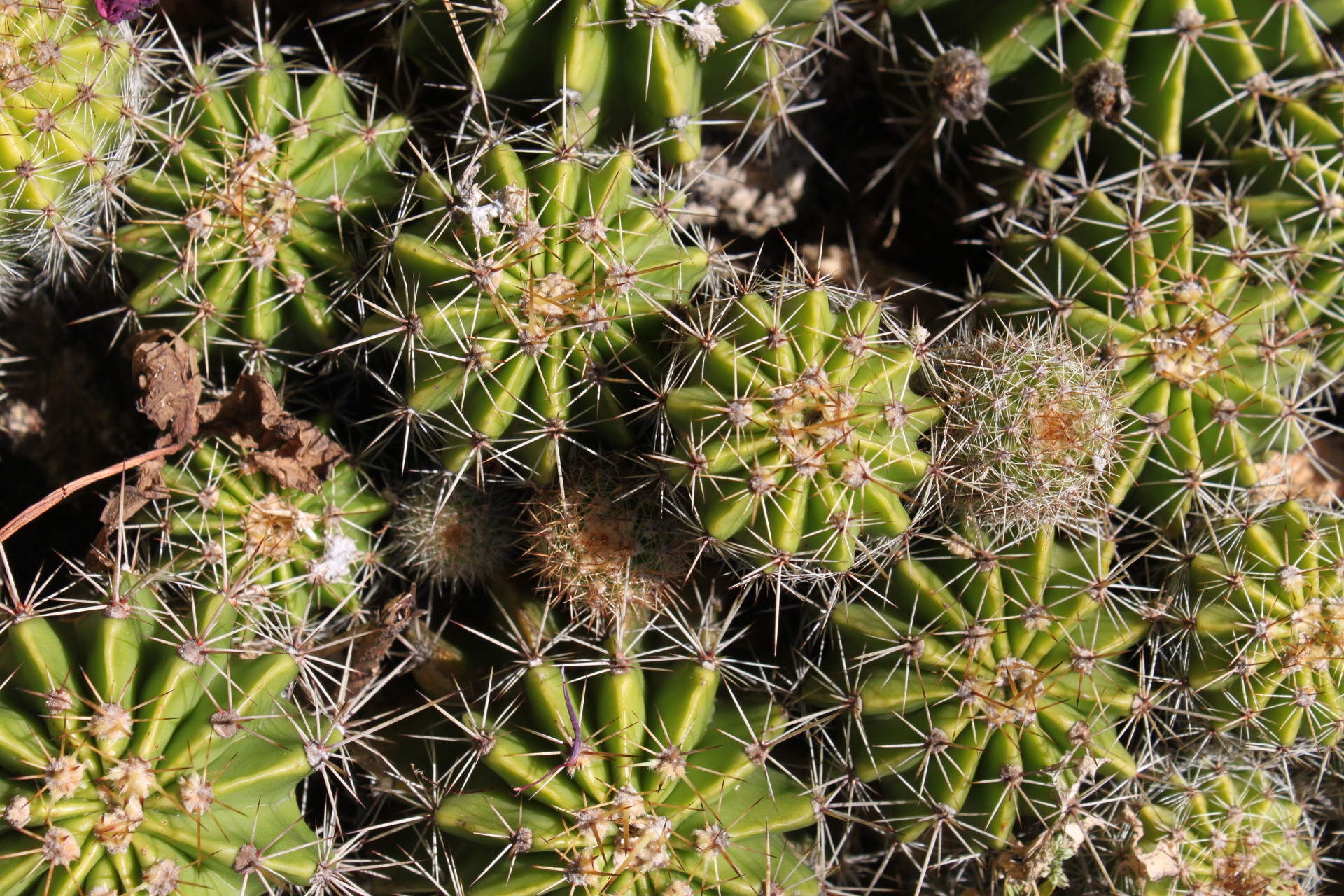 cactus balls background free photo