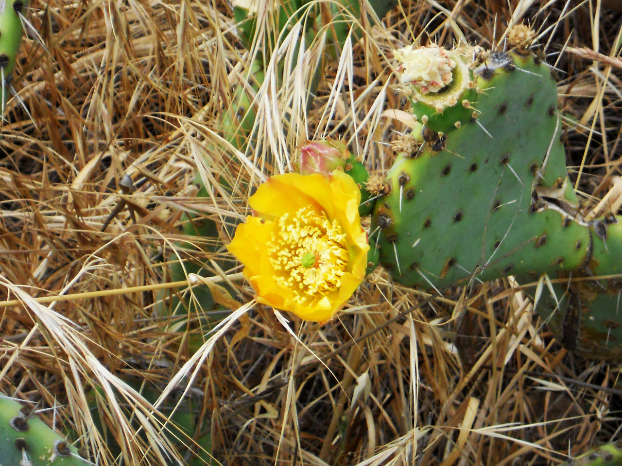 flowers flower bloom free photo