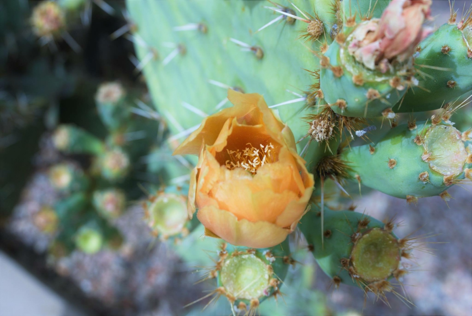 orange cactus desert flower free photo