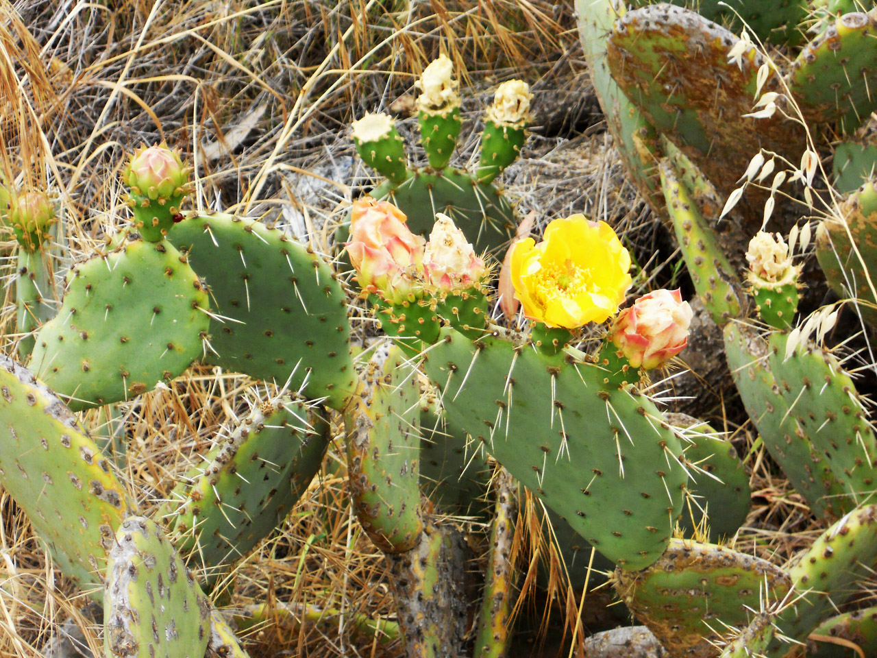 cactus bloom blooming free photo