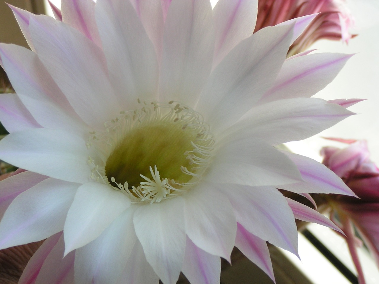 cactus blossom pink cactus free photo