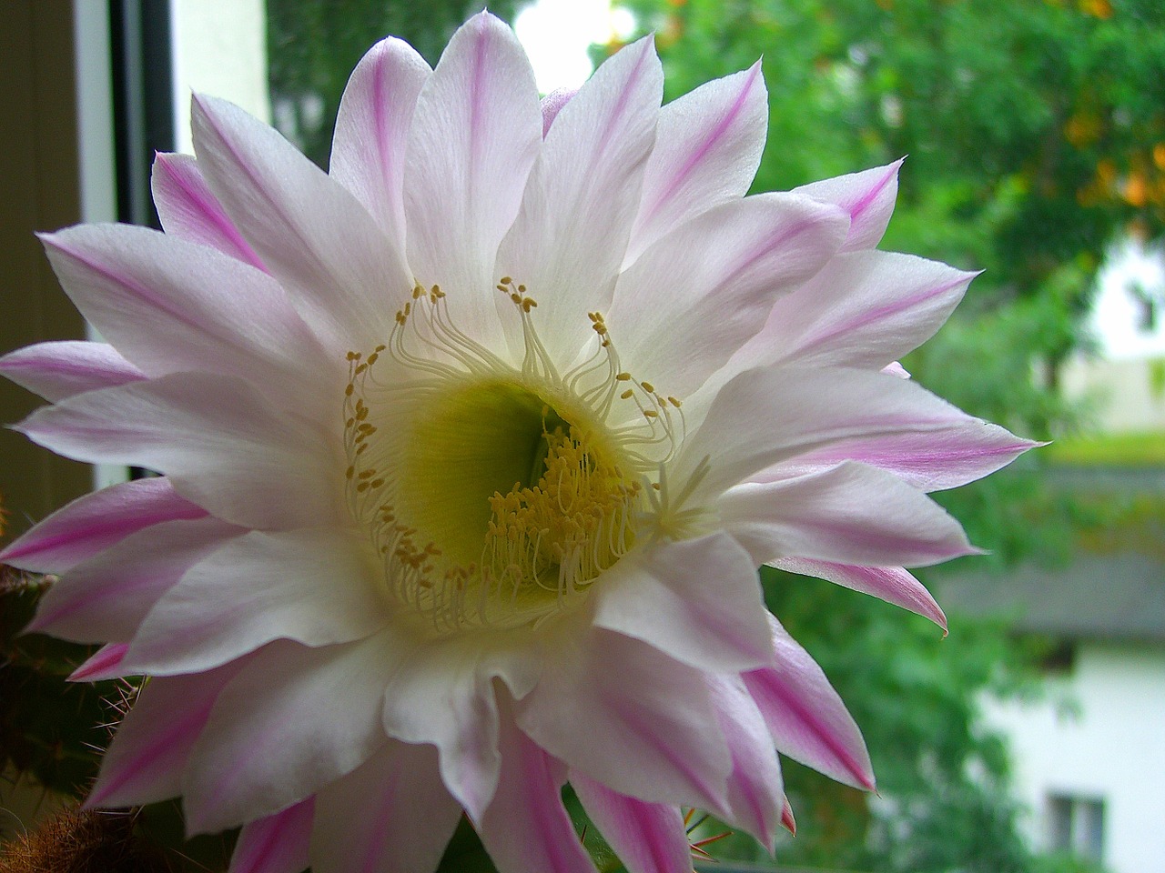 cactus blossom pink cactus free photo