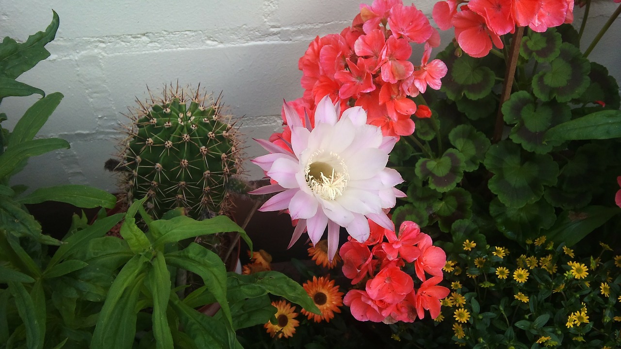 cactus blossom plant nature free photo