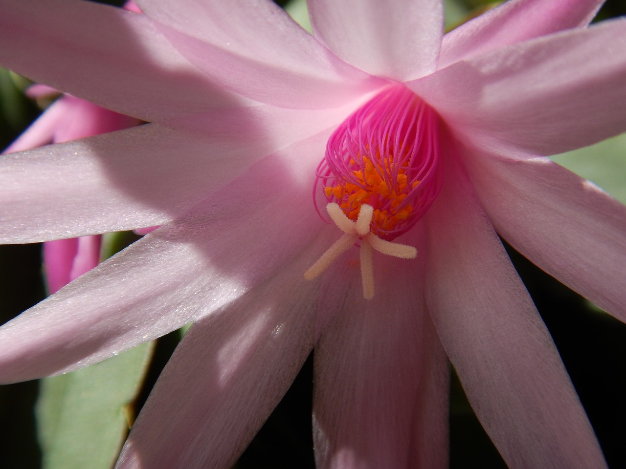 cactus blossom pink blossom free photo