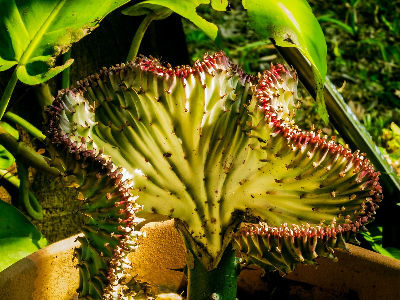 cactus blossom cactus close free photo