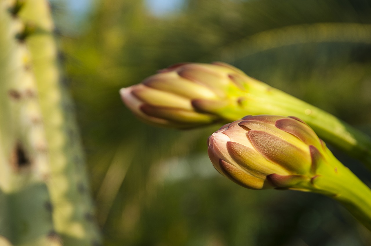 cactus blossom croatia macro free photo