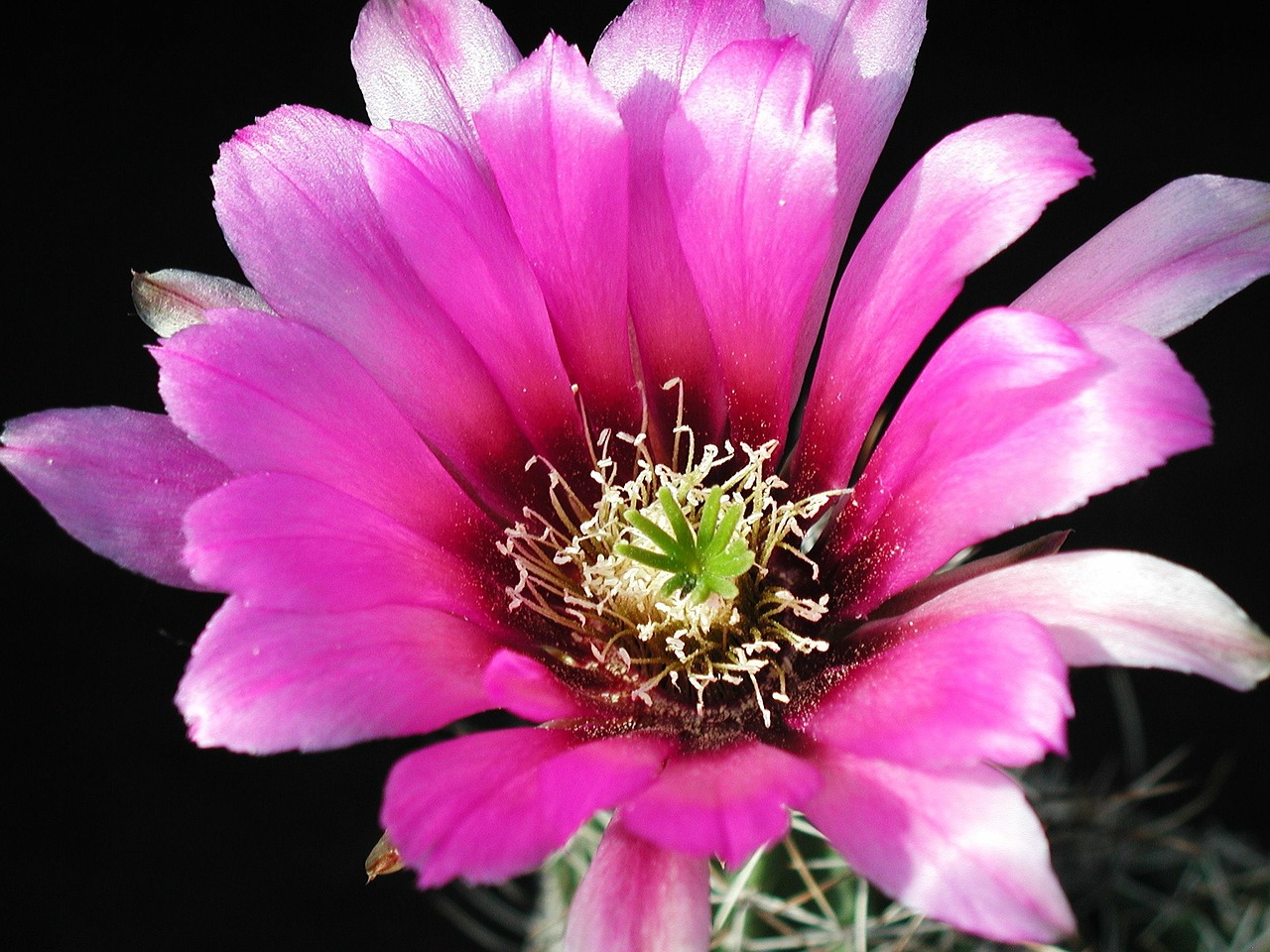 cactus blossom cactus flower free photo